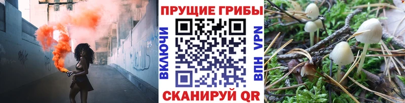 магазин    Таганрог  Галлюциногенные грибы Psilocybine cubensis 